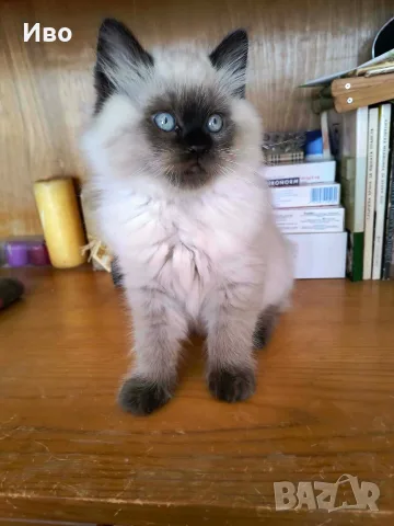 котенца Ragdoll/Регдол, снимка 4 - Други - 55792070