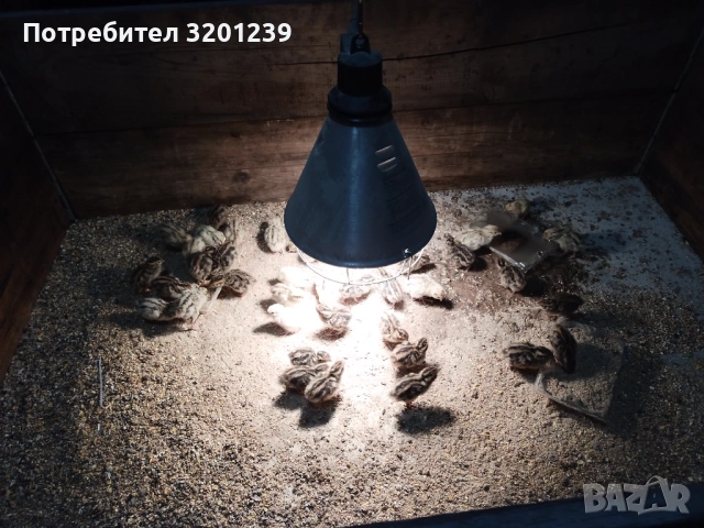 Продавам пъдпъдъци и пъдпъдъчи яйца.