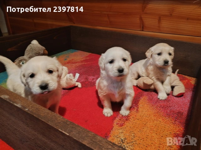 Голдън ретривър , снимка 5 - Голдън ретривър - 52842514