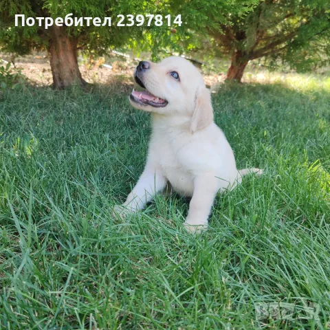 Лабрадор ретривър , снимка 8 - Лабрадор ретривър - 55743243