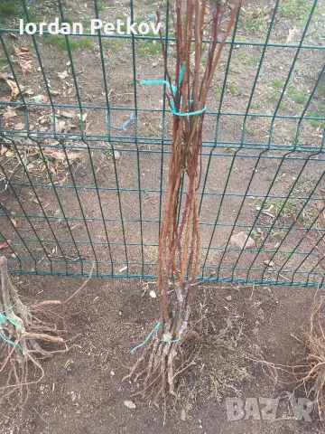 Мини дървета, снимка 2 - Градински цветя и растения - 48094248