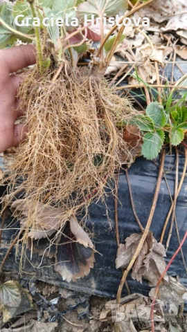 Продавам здрав разсад ягоди  целогодишни , снимка 3 - Сортови семена и луковици - 53945514