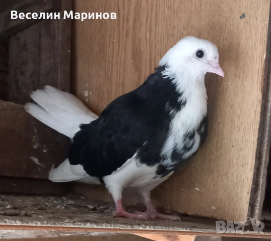 продавам  белослатински гьлаби, снимка 4 - Гълъби - 53881195