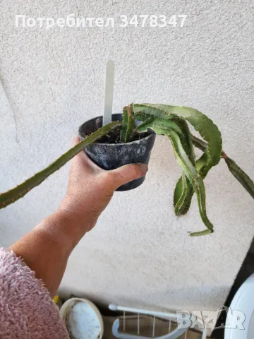 Selenicereus Testudo