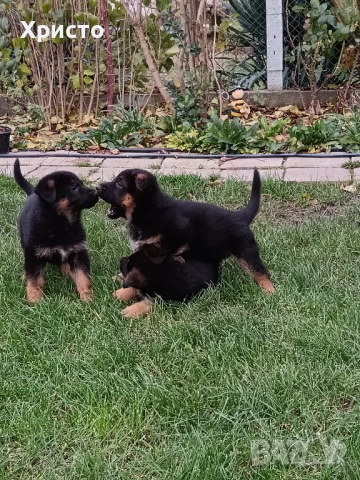 Малки немски овчарки, снимка 14 - Немска овчарка - 52557703