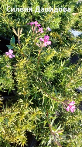 декоративни храсти и растения, снимка 17 - Градински цветя и растения - 51517818