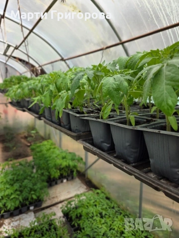 Разсад домати Нови Искър, снимка 3 - Разсади - 54235873