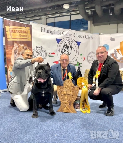 Cane Corso ELITE, снимка 7 - Кане корсо - 52355264