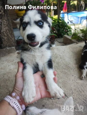 Продавам хъскита , снимка 1