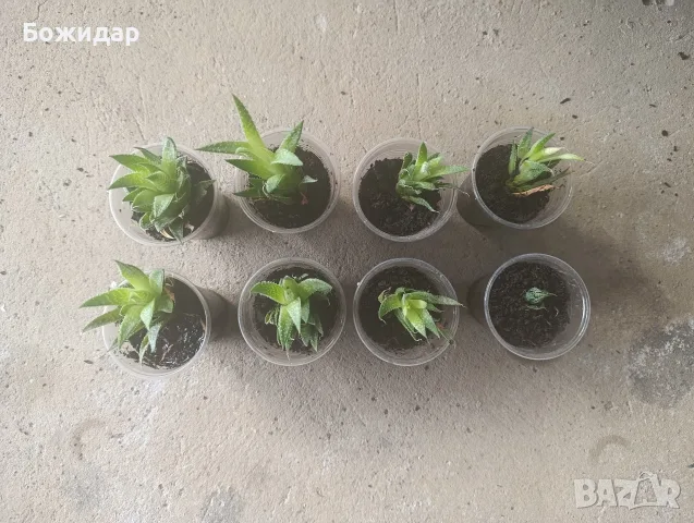 Продавам малки растения 