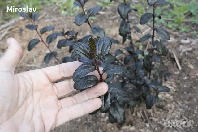Калифорнийски люляк (Червенолистен), снимка 6 - Градински цветя и растения - 49665645