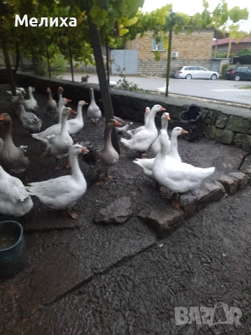 гъски, снимка 5 - Патици и гъски - 51984830