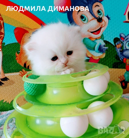 Персийско хималайско мъжко със сини очи. 