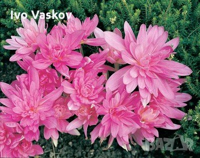 луковици на кичест минзухар , снимка 1