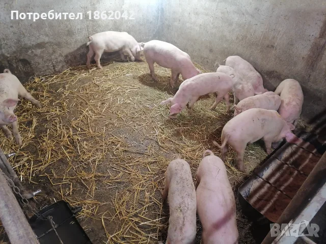 продавам малки прасета, снимка 3 - Прасета - 56367320