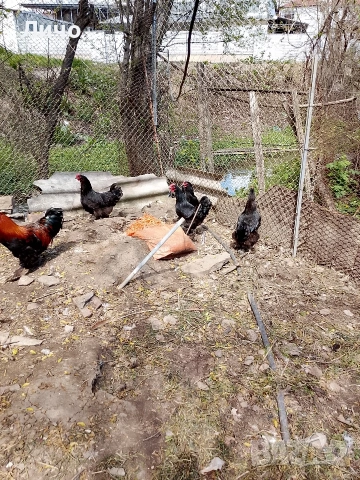 кокошки черен меден маран , снимка 5 - Кокошки и пуйки - 54310700