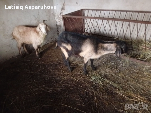 Продавам две козички дзвиски за първи път ще се козата