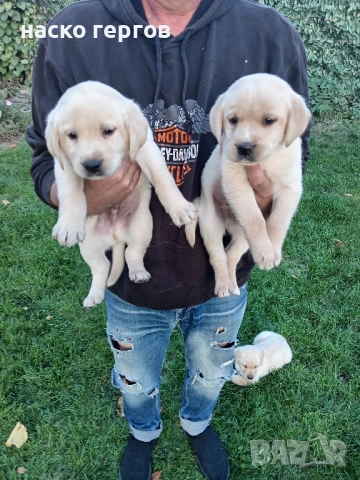 лабрадор за разплод, снимка 6 - Лабрадор ретривър - 52281708