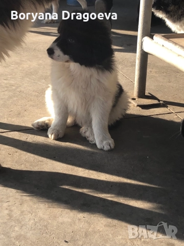 Каракачани, снимка 4 - Каракачанска овчарка - 46469229