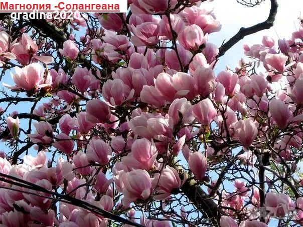 Магнолия - Magnolia НАЛИЧНИ 21 ВИДА Студоустoйчиви, снимка 2 - Градински цветя и растения - 28046229