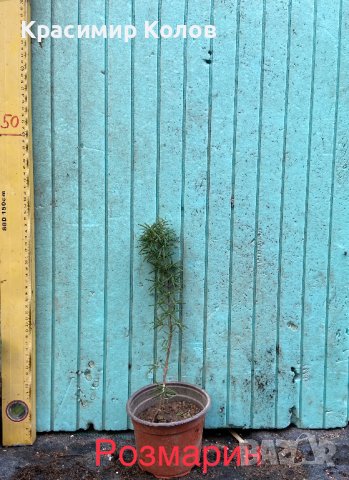 Подправки, билки, лечебни, екзотични растения, снимка 4 - Градински цветя и растения - 42253505