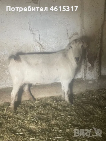Продавам ялови кози, снимка 2 - Кози - 56221708
