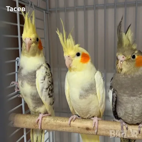 Папагали корела