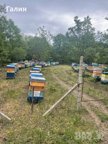 Пчелен мед, снимка 11 - Пчелни продукти - 39049443