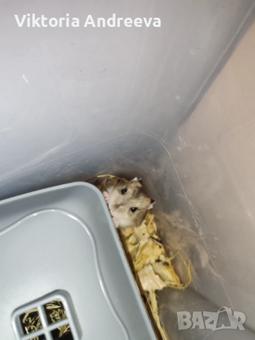 Продавам Хамстерчета, снимка 3 - Хамстери - 54347733