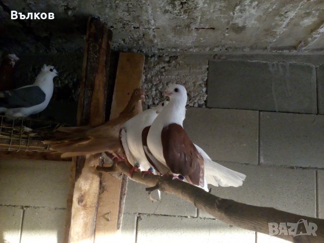 Различни породи гълъби