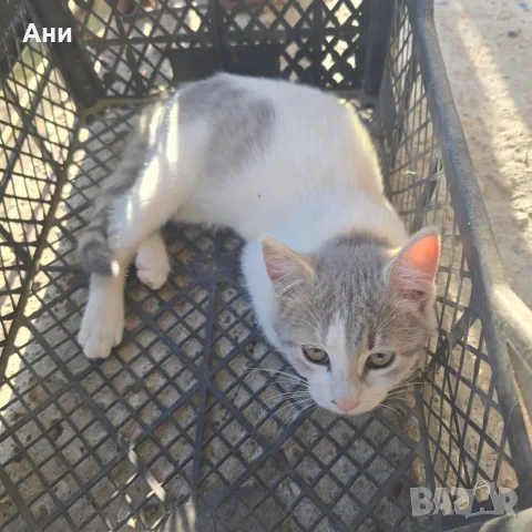 Котенце на 2 месеца и половина, снимка 5 - Други - 56341129