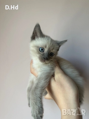 Сиамски котета, снимка 8 - Сиамска - 51604396