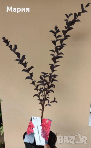 Индийски люляк / Лагерстремия, снимка 3 - Градински цветя и растения - 51934235