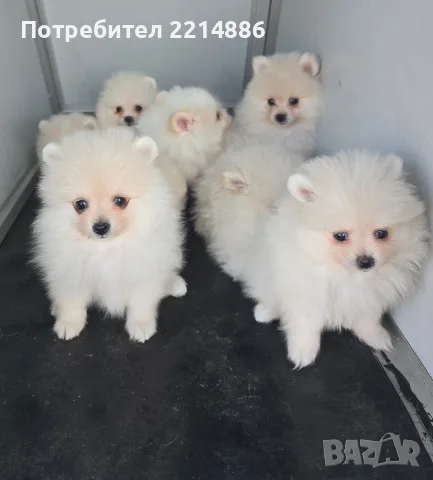 Померани    бели