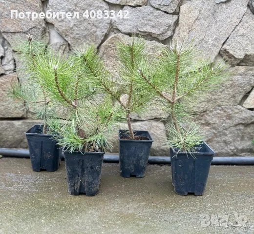 Черен Бор, снимка 3 - Градински цветя и растения - 49787531