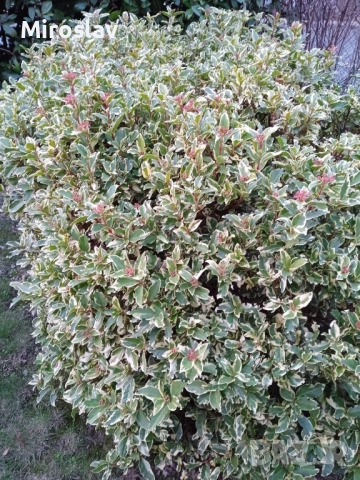 Лаврова Калина (Вариегатна), снимка 5 - Градински цветя и растения - 53986316