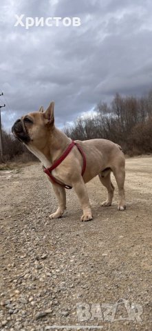 Мъжки френски булдог за разплод, снимка 2 - Френски булдог - 39487066