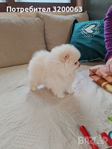 Померанче мъжко , снимка 3 - Померан - 53950897