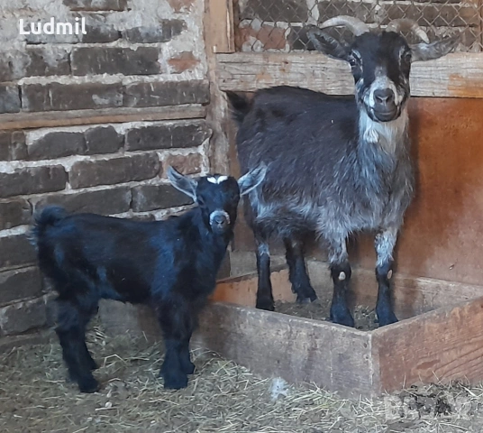 Продавам Камерунски яренца и козички