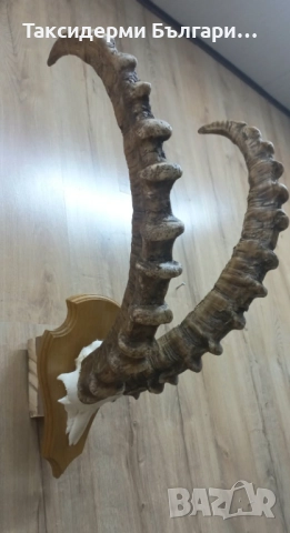 Трофей на козирог, снимка 3 - Други - 51621092