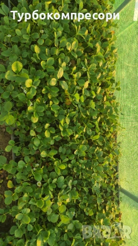 Предлагам  разсад целогодишни ягоди сорт Албион 