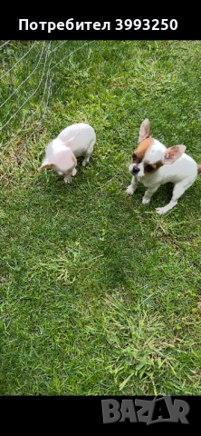 Мини чихо пинчери, снимка 3 - Пинчер - 51482455