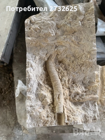 Вкаменелост 