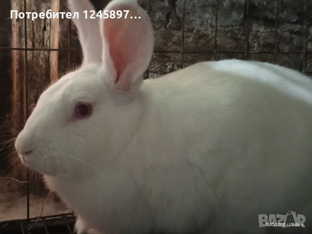 Зайци Цика две заплодени зайкини и един мъжки , снимка 2 - Други - 52663066