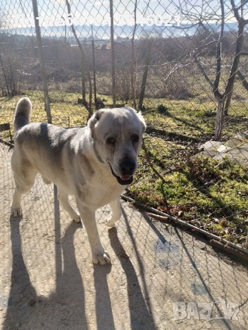 Сао Алабай за разплод., снимка 6 - Средноазиатска овчарка - 44307762