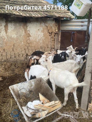 10 броя кози, снимка 1