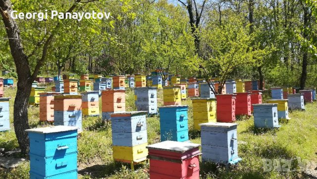 Манов мед от с.Бродилово, снимка 4 - Пчелни продукти - 38059490