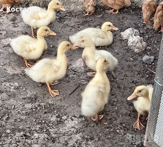 Пекински патета 