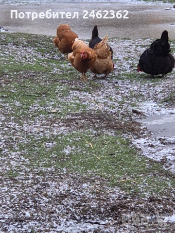 Яйца от свободни кокошки, снимка 4 - Кокошки и пуйки - 54225851
