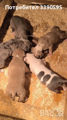 Американско Були Хл Бебета , снимка 2 - Питбул - 54205195